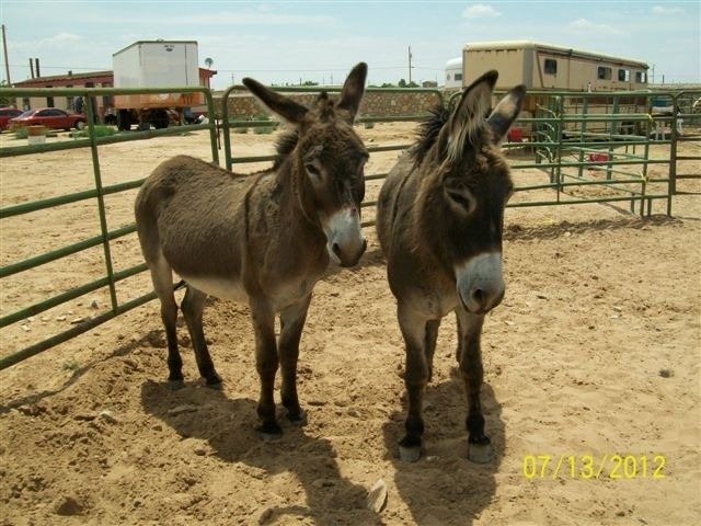 donkey office