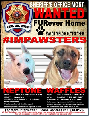 MOST WANTED FURever home 2